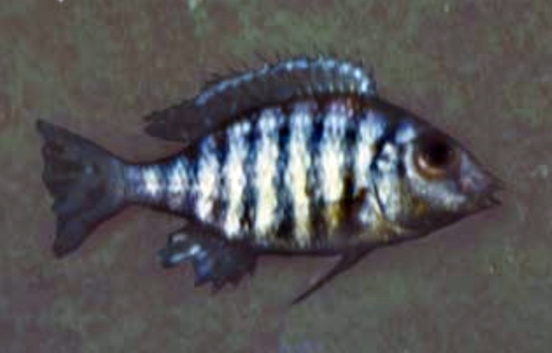 Lethrinops sp. 'deep-water altus' South East Arm